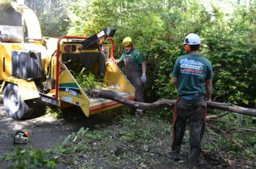 tree services Clayhatchee